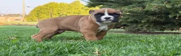 Boxer dogs for sale: Sunny - Ad 3