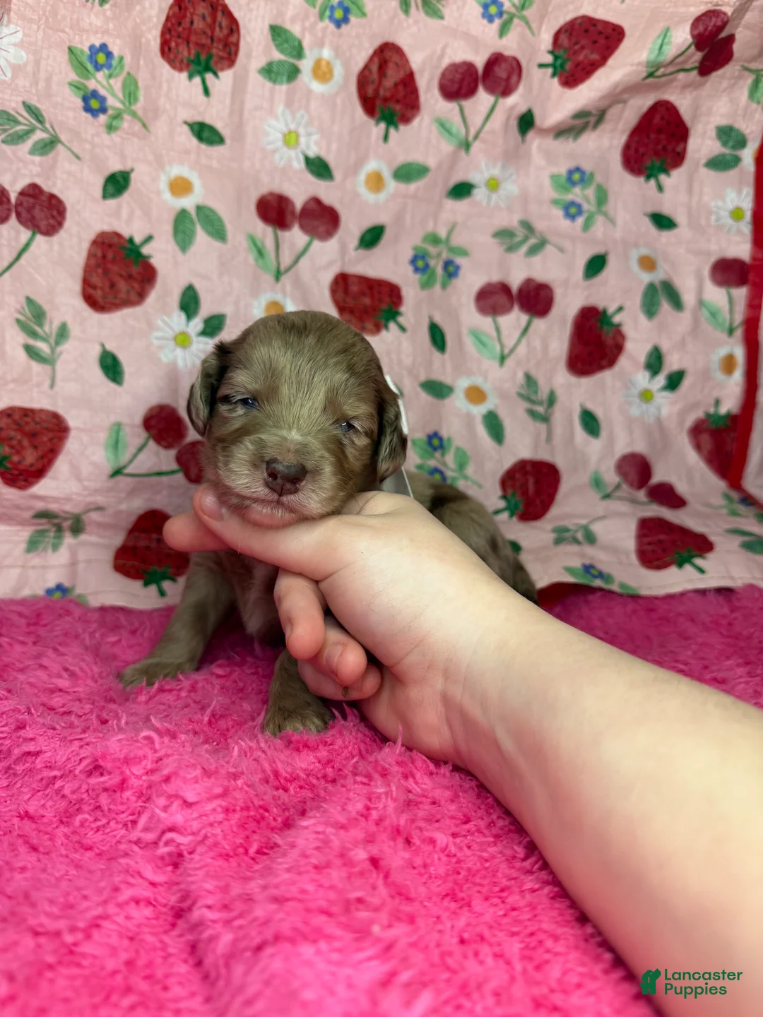 Mixed Breed dogs for sale: rose - Ad 2