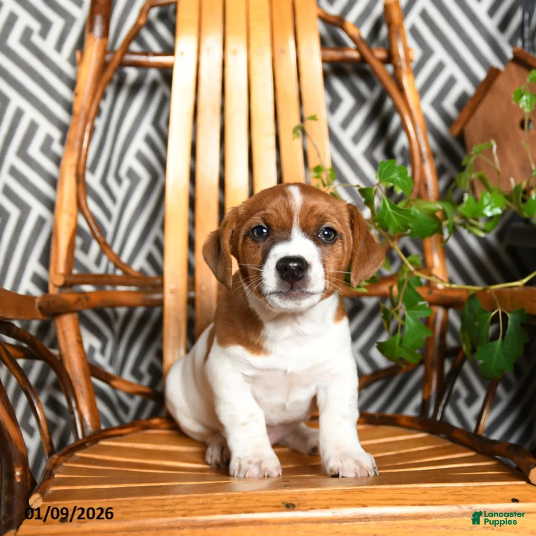 Mixed Breed dogs for sale: Eve - Ad 2