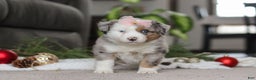 Miniature Australian Shepherd dogs for sale: Abby - Ad 5