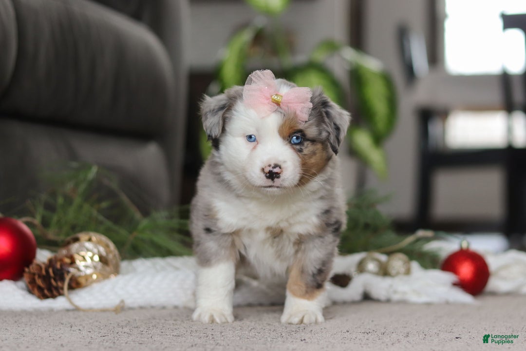Miniature Australian Shepherd dogs for sale: Abby - Ad 5