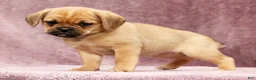 Puggle dogs for sale: Paula - Ad 4