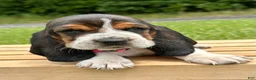 Basset Hound dogs for sale: Annabelle - Ad 4