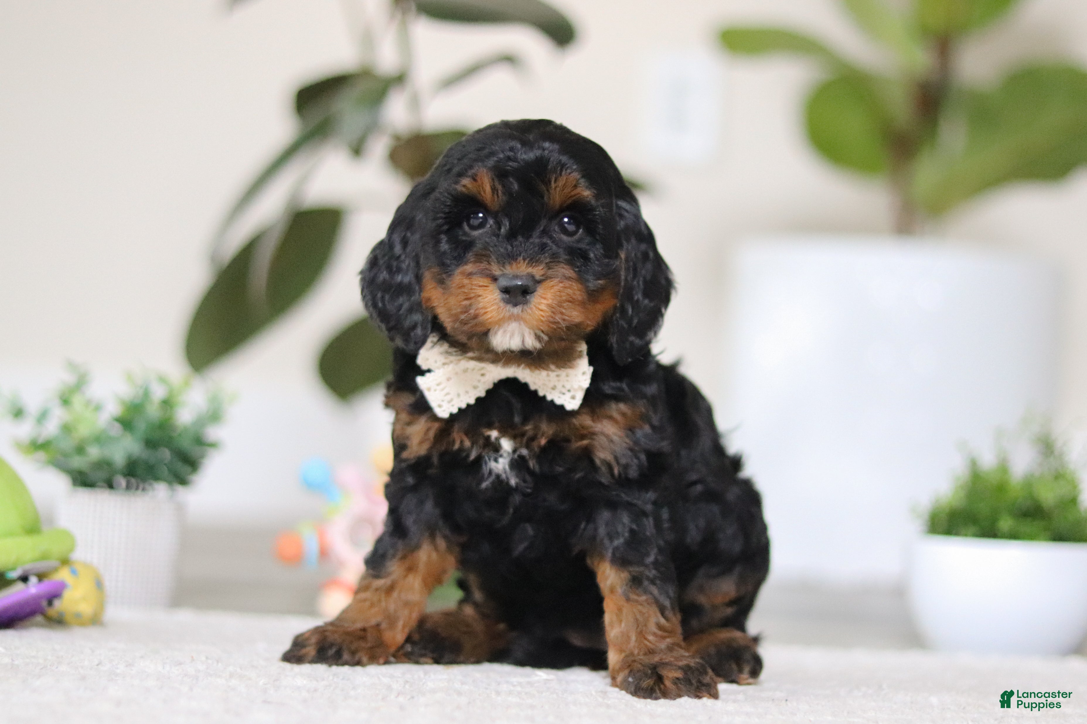Cockapoo dogs Harper - Ad 1