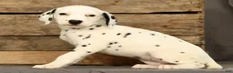 Dalmatian dogs for sale: Rita - Ad 3