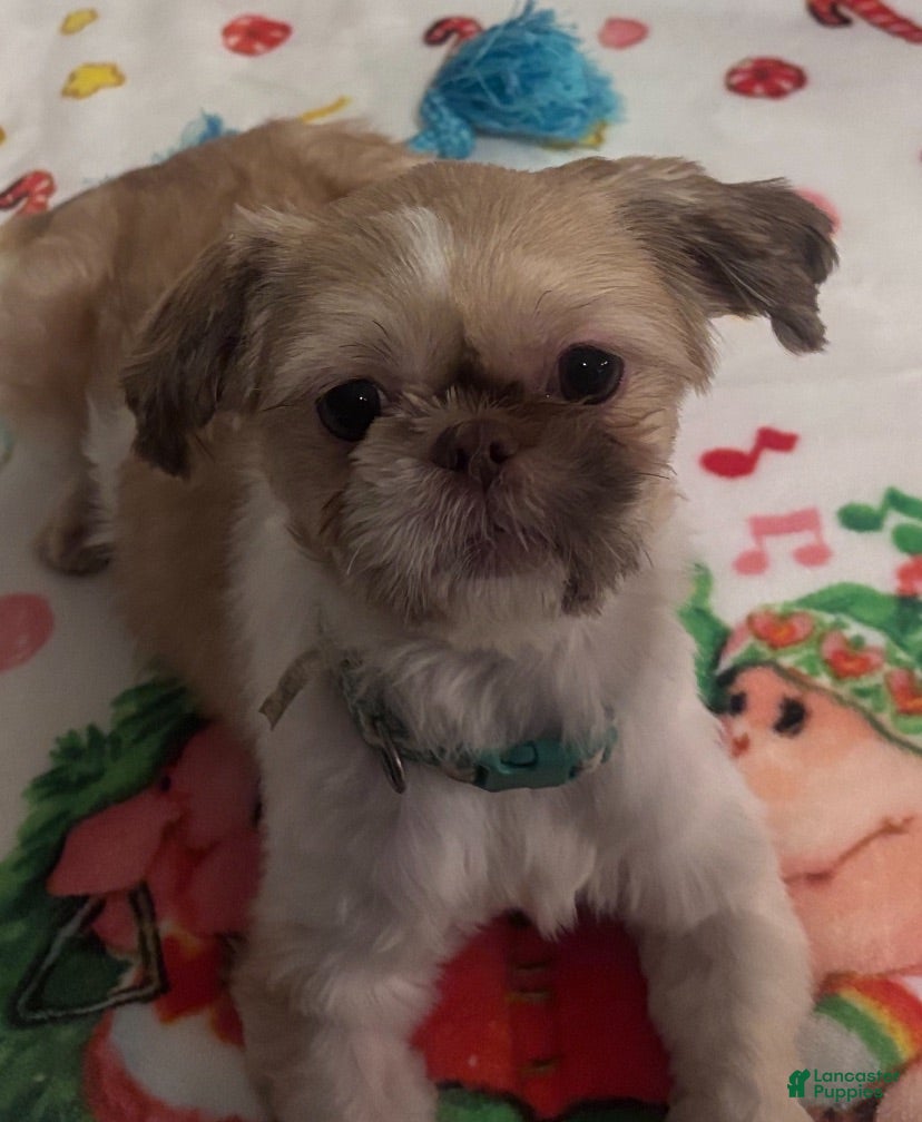 Shih Tzu dogs Duchess  - Ad 40