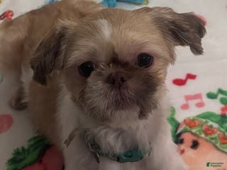 Shih Tzu dogs Duchess - Ad 40