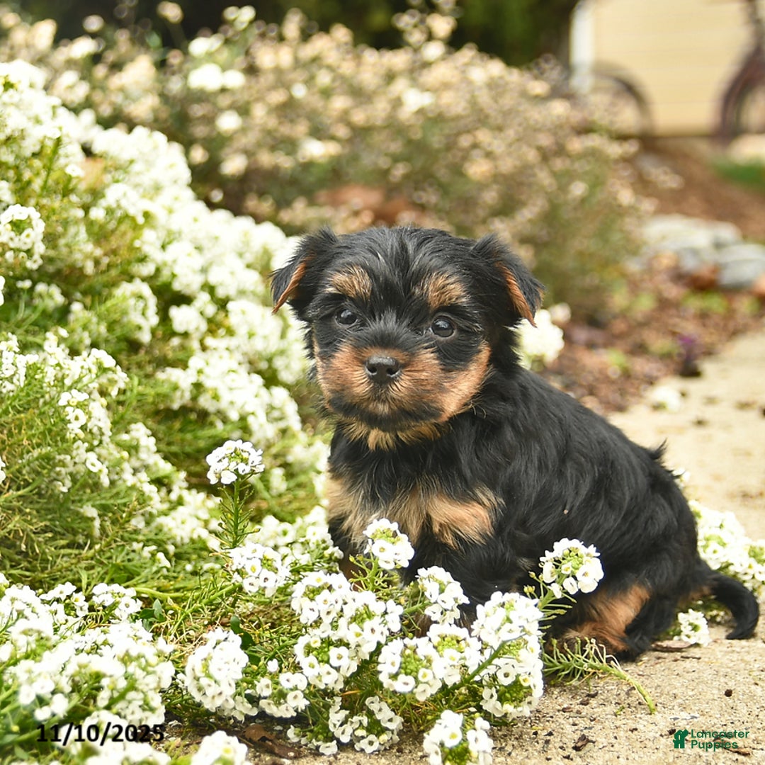 Yorkshire Terrier dogs for sale: Lola  - Ad 1