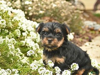 Yorkshire Terrier dogs Lola - Ad 34
