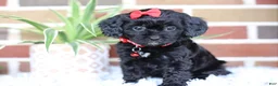 Cavapoo dogs for sale: Coco - Ad 3