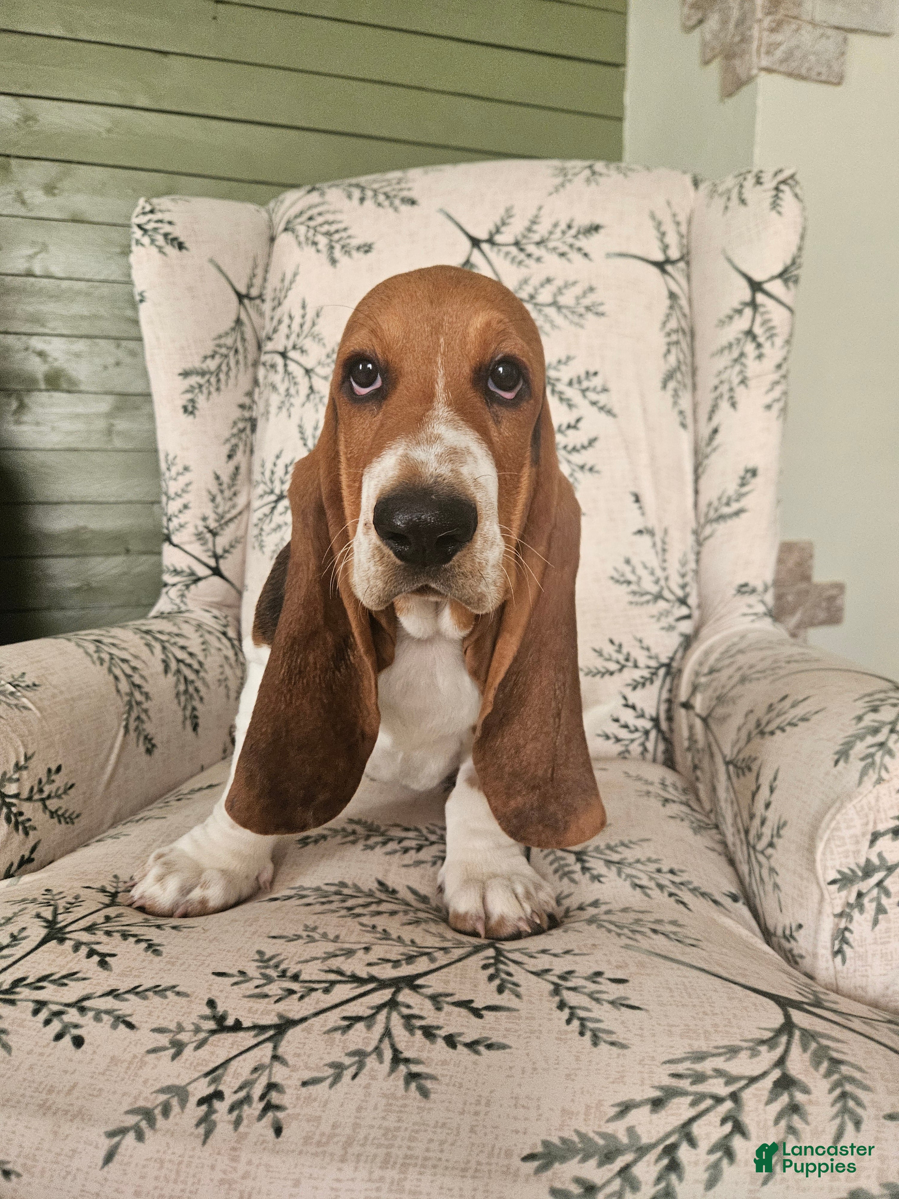 Basset Hound dogs Jack : Male - Ad 1