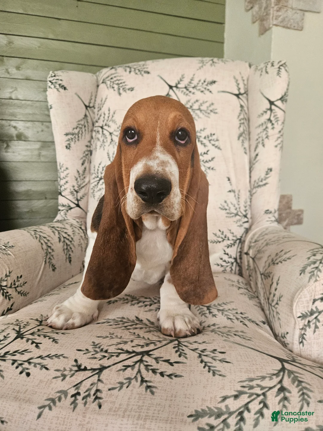 Basset Hound dogs for sale: Jack : Male - Ad 1