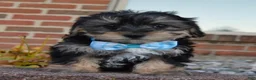 Yorkiepoo dogs for sale: Sawyer - Ad 10