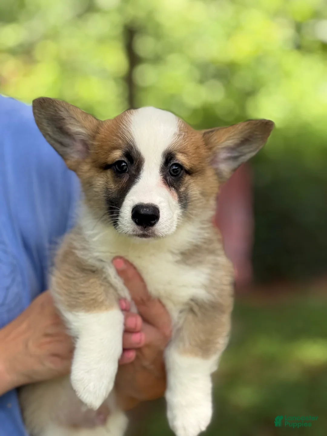 Welsh Corgi Pembroke dogs for sale: Hoss - Ad 1