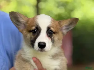 Welsh Corgi Pembroke dogs Hoss - Ad 9