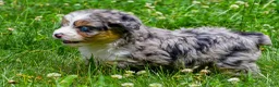 Mini Aussiedoodle dogs for sale: Gabby - Ad 7