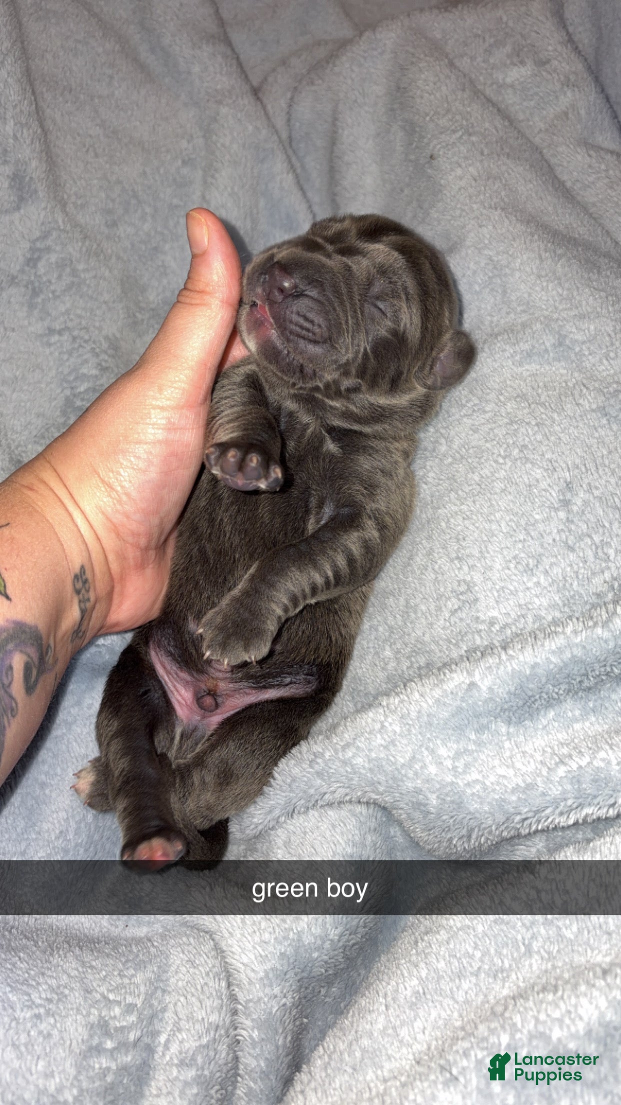 Cane Corso dogs for sale: Cane Corso 2 - Ad 3