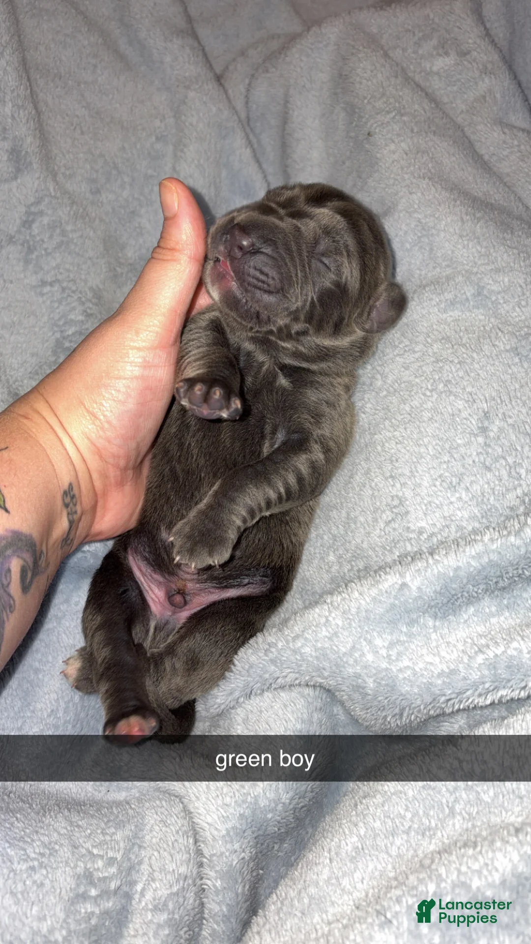 Cane Corso dogs for sale: Cane Corso 2 - Ad 1