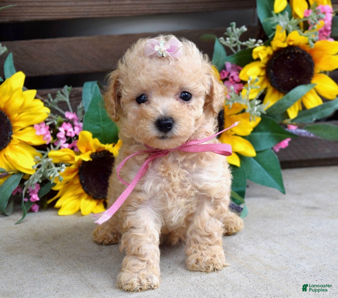 Mixed Breed dogs Penny - Ad 1