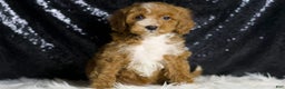 Mini Goldendoodle dogs for sale: Flashy - Ad 5