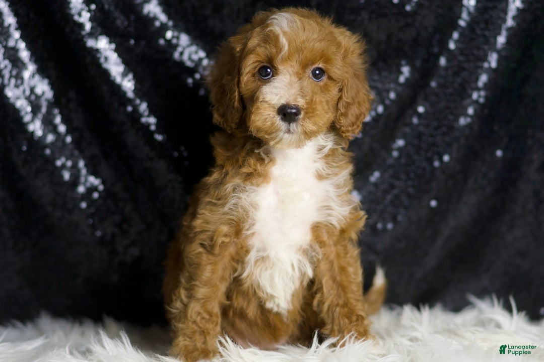 Mini Goldendoodle dogs for sale: Flashy - Ad 5
