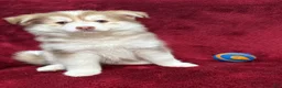 Pomsky dogs for sale: Isla - Ad 4