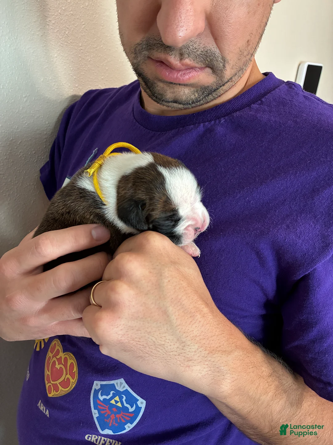 Boxer dogs for sale: Yellow Collar - Ad 2