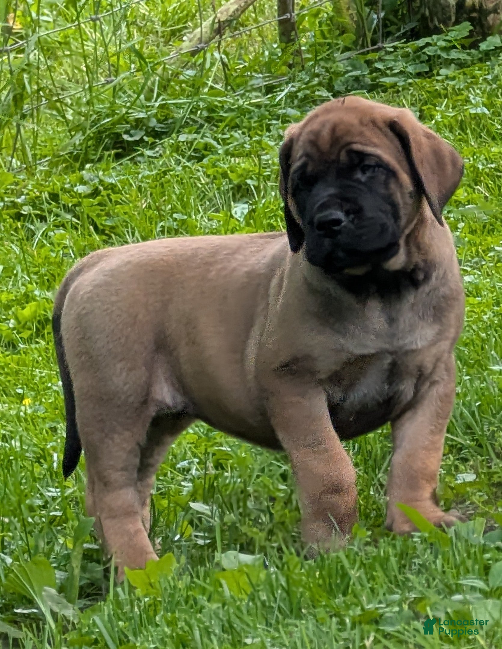 English Mastiff dogs English Mastiff Puppy 2 - Ad 2