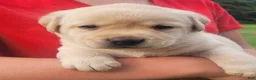 Labrador Retriever dogs for sale: Montana  - Ad 7