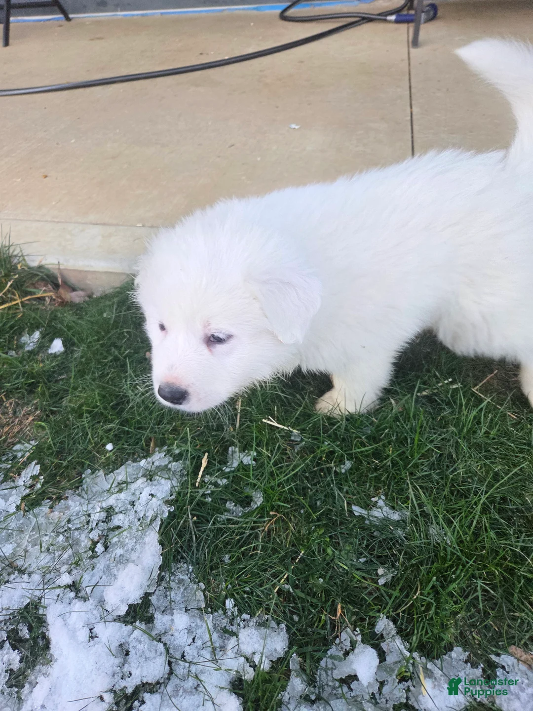 Great Pyrenees dogs for sale: Polar - Ad 11