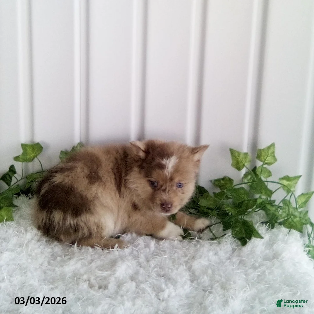 Pomsky dogs for sale: Mario - Ad 2