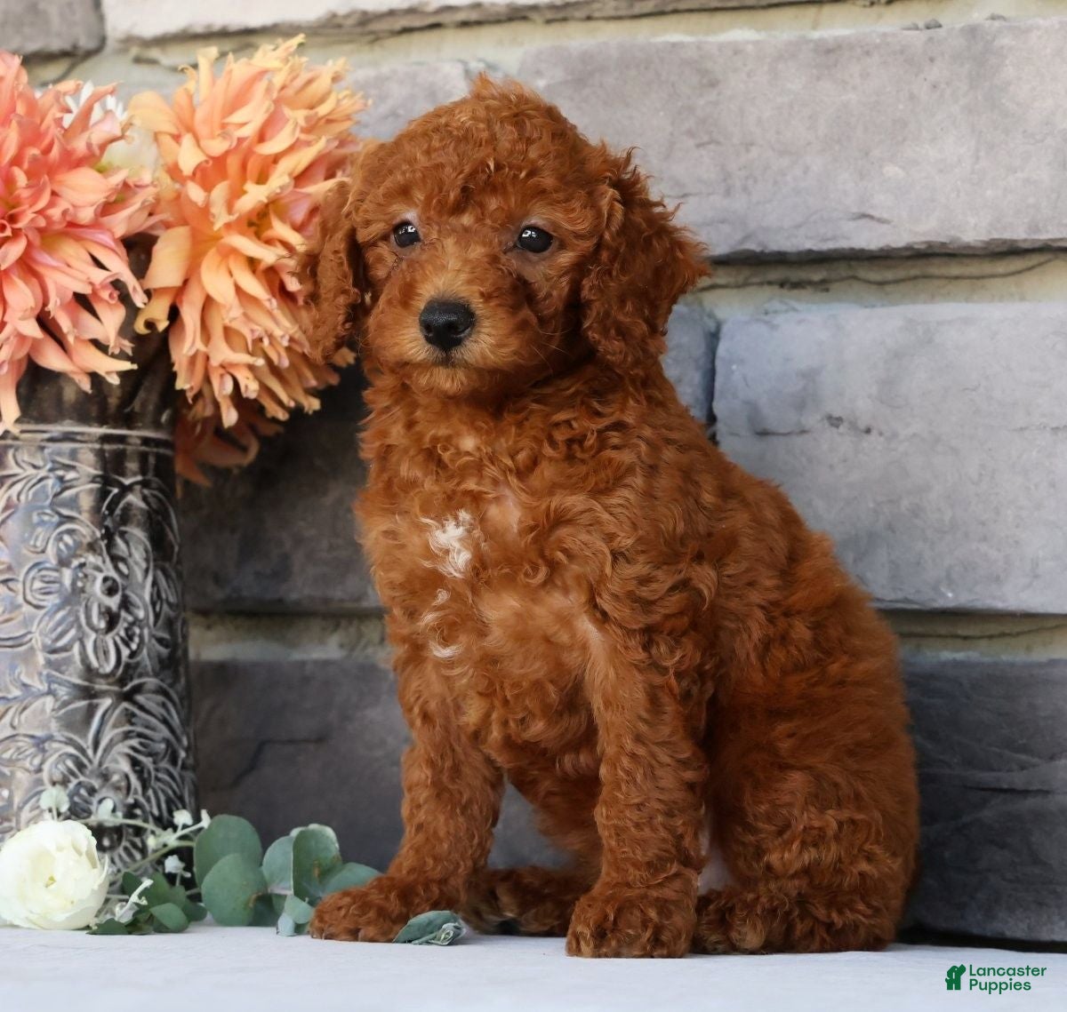 Miniature Poodle dogs Nova - Ad 1
