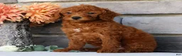 Miniature Poodle dogs for sale: Nova - Ad 1