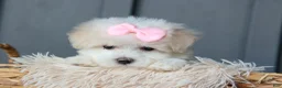 Maltese dogs for sale: OLENNA - Ad 16