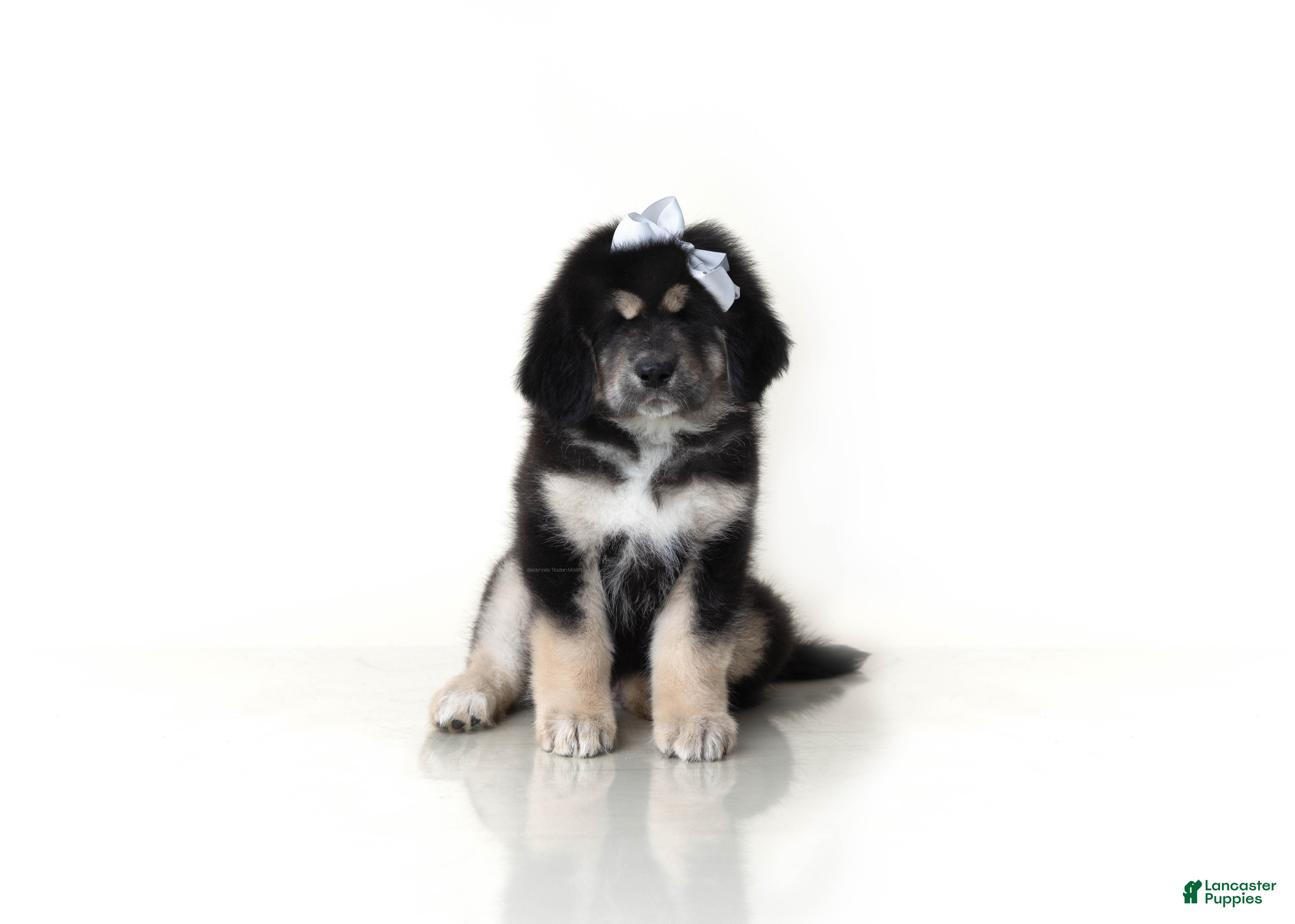 Tibetan Mastiff dogs Tibetan Mastiff Puppy | Silver Girl - Ad 1