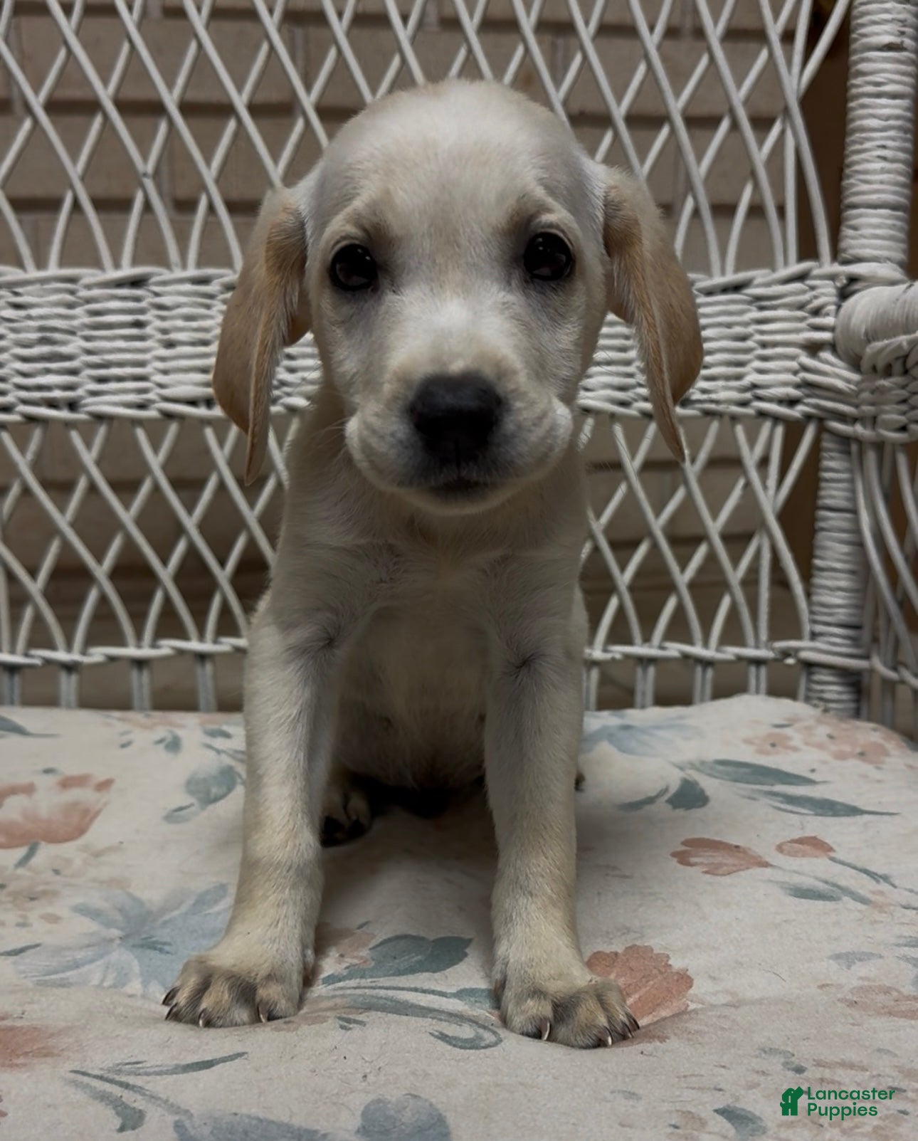 Labrador Retriever dogs for sale: Labrador Retriever Jackie - Ad 78