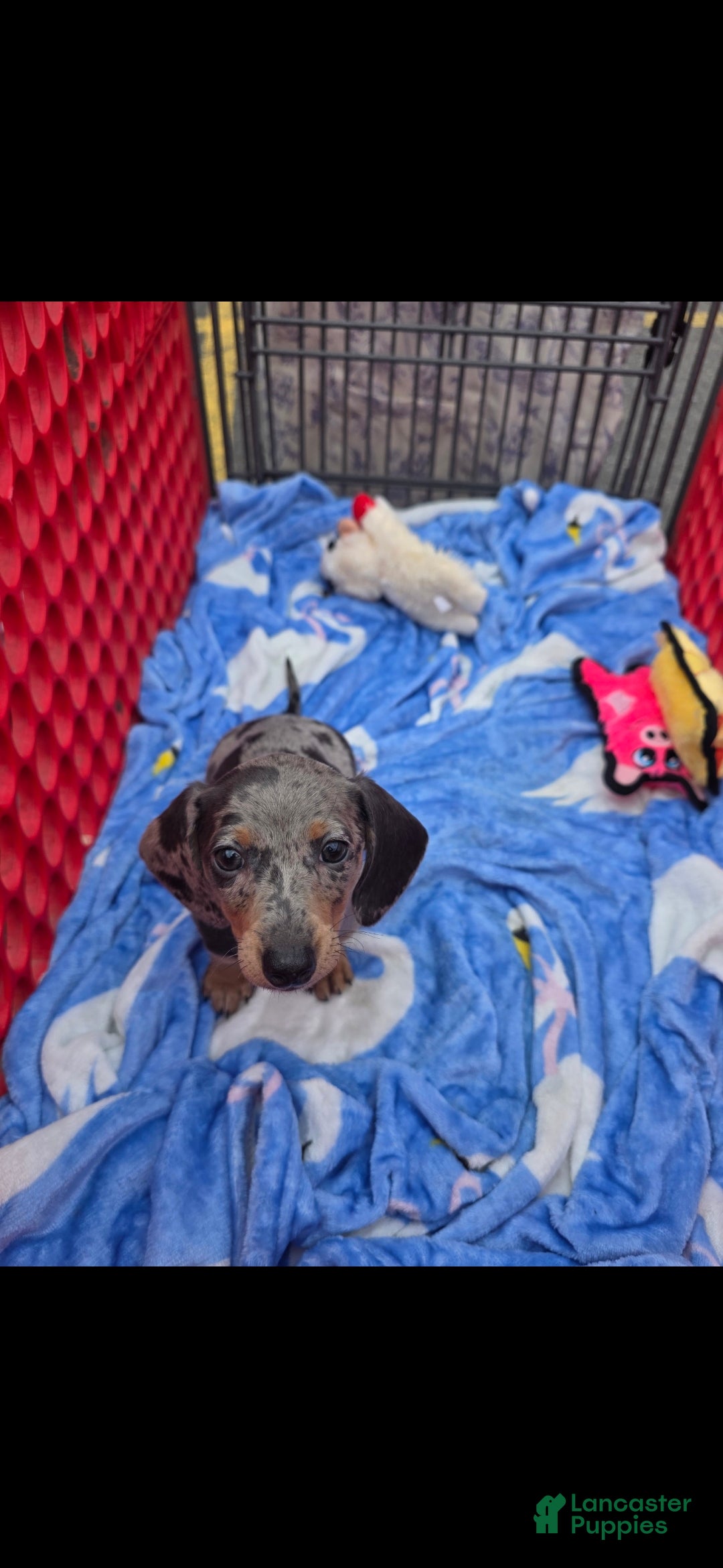 Miniature Dachshund dogs for sale: Sallie - Ad 2