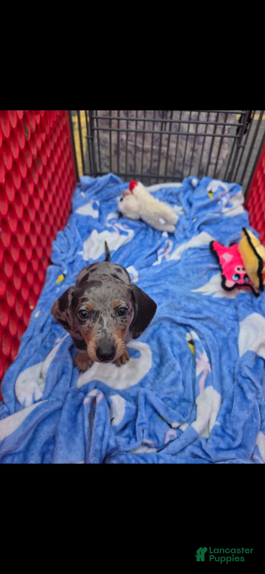 Miniature Dachshund dogs for sale: Sallie - Ad 1
