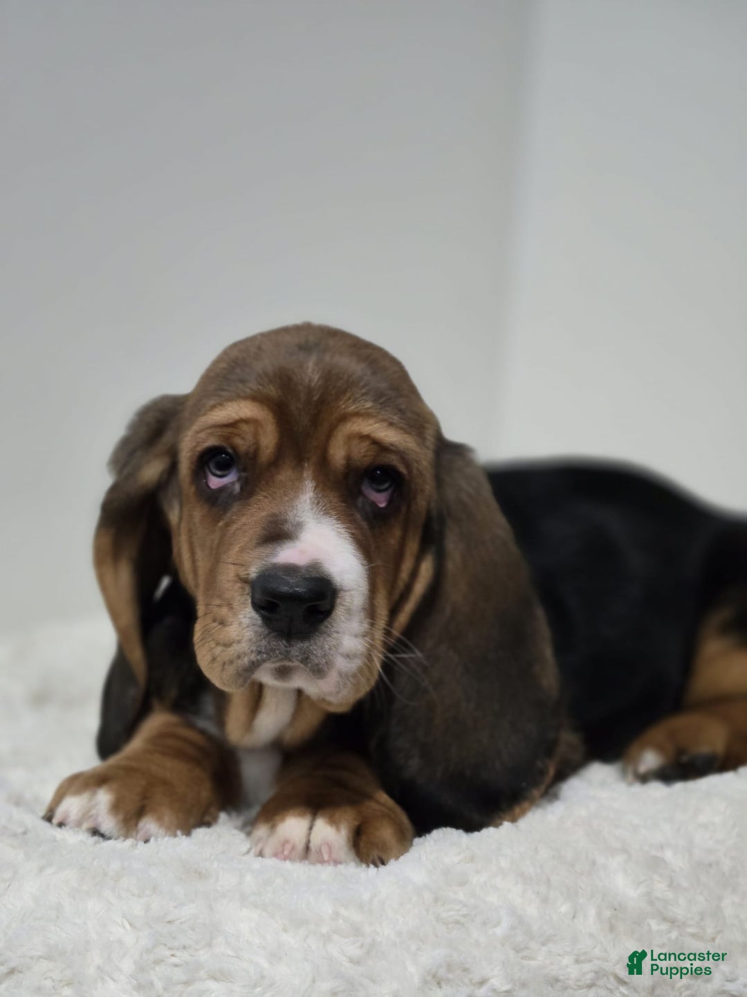 Basset Hound dogs for sale: Axel - Ad 1