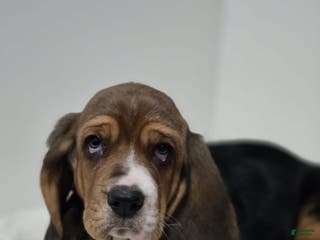 Basset Hound dogs Axel - Ad 15