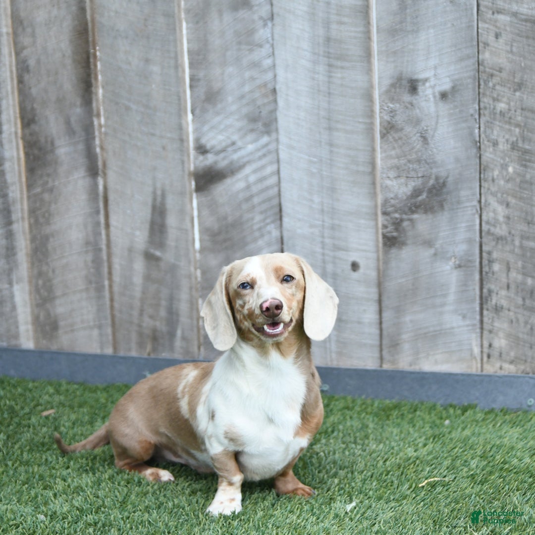 Miniature Dachshund dogs for sale: Maverick - Ad 7
