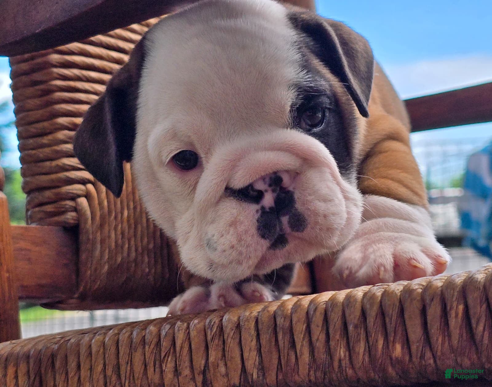 English Bulldog dogs Burrito - Ad 2