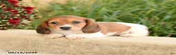 Miniature Dachshund dogs for sale: Fancy - Ad 5