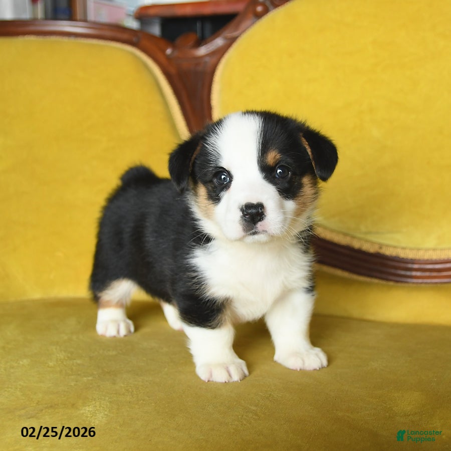 Welsh Corgi Pembroke dogs Titus - Ad 1