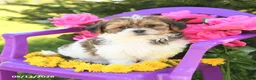 Shihpoo dogs for sale: Rosie - Ad 1