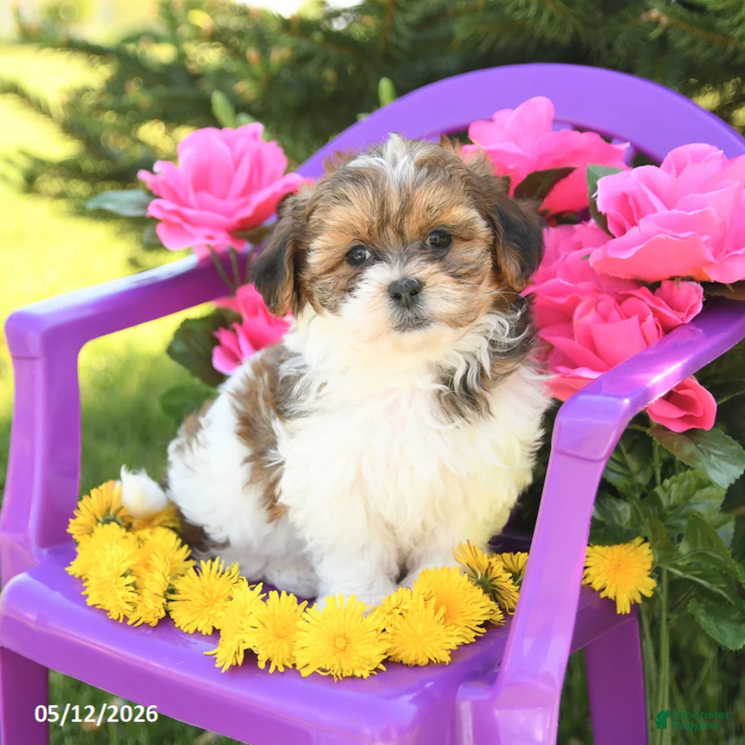 Shihpoo dogs for sale: Rosie - Ad 1