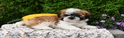 Teddy Bear dogs for sale: Todd - Ad 5