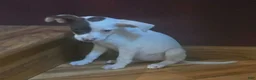 Mixed Breed dogs for sale: Elsie - Ad 3