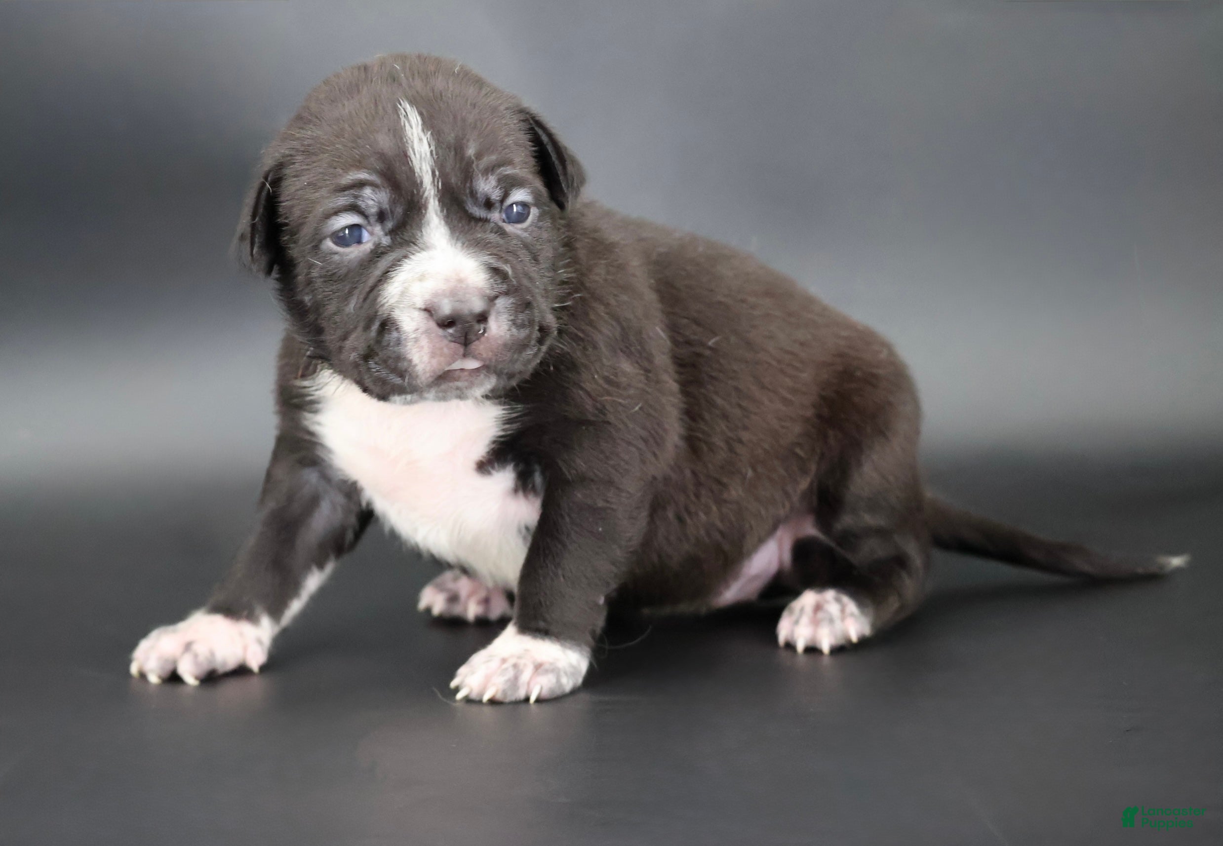 American Bully dogs Harmonoa - XL - ABKC - Ad 1