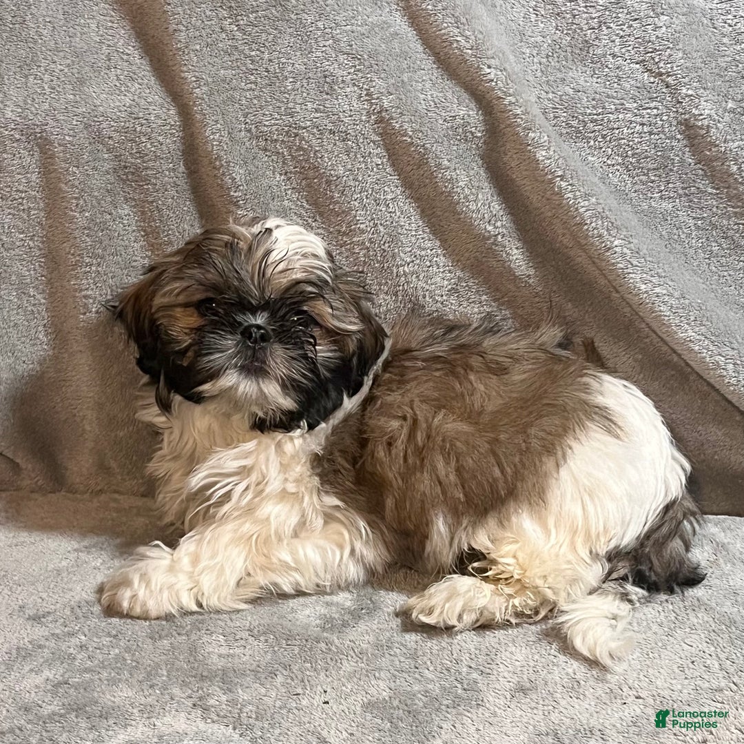 Shih Tzu dogs for sale: Mickey - Ad 4